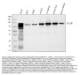 Anti-Glycine decarboxylase/GLDC Antibody Picoband® (monoclonal, 3D3D3)