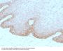 Anti-Protocadherin FAT2 (FAT Atypical Cadherin 2) Monoclonal Antibody
