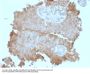Anti-Protocadherin FAT2 (FAT Atypical Cadherin 2) Monoclonal Antibody