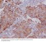 Anti-PUMA BBC3 Rabbit Monoclonal Antibody
