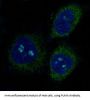 Anti-PUMA BBC3 Rabbit Monoclonal Antibody