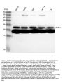 Anti-PUMA BBC3 Rabbit Monoclonal Antibody