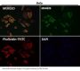 Anti-PUMA BBC3 Rabbit Monoclonal Antibody