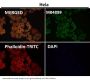 Anti-PUMA BBC3 Rabbit Monoclonal Antibody