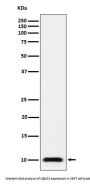 Anti-UBA52 Rabbit Monoclonal Antibody