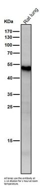 Anti-ATF7 Rabbit Monoclonal Antibody