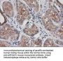Anti-ARFGAP1 Mouse Monoclonal Antibody [Clone ID: OTI1F6]