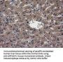 Anti-ARFGAP1 Mouse Monoclonal Antibody [Clone ID: OTI1F6]