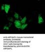 Anti-ARFGAP1 Mouse Monoclonal Antibody [Clone ID: OTI1F6]