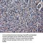 Anti-ARFGAP1 Mouse Monoclonal Antibody [Clone ID: OTI1F6]
