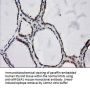Anti-ARFGAP1 Mouse Monoclonal Antibody [Clone ID: OTI1F6]