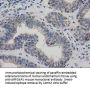 Anti-ARFGAP1 Mouse Monoclonal Antibody [Clone ID: OTI1F6]