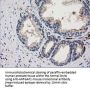 Anti-ARFGAP1 Mouse Monoclonal Antibody [Clone ID: OTI1F6]