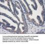 Anti-ARFGAP1 Mouse Monoclonal Antibody [Clone ID: OTI1F6]