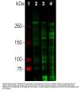 Anti-Laminin Antibody