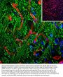 Anti-Laminin Antibody
