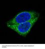 Anti-Synaptophysin SYP Rabbit Monoclonal Antibody