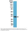 Anti-Synaptophysin SYP Rabbit Monoclonal Antibody, Clone#RM258