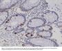 Anti-Synaptophysin SYP Rabbit Monoclonal Antibody, Clone#RM258