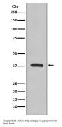 Anti-Synaptophysin SYP Rabbit Monoclonal Antibody