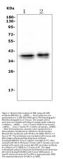Anti-Musashi 1/Msi1 Antibody Picoband® (monoclonal, 2B9)