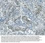 Anti-Musashi 1/Msi1 Antibody Picoband® (monoclonal, 2B9)