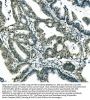 Anti-Musashi 1/Msi1 Antibody Picoband® (monoclonal, 2B9)