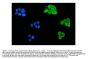 Anti-Musashi 1/Msi1 Antibody Picoband® (monoclonal, 2B9)