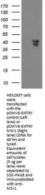 Anti-MSI1 Mouse Monoclonal Antibody [Clone ID: OTI1G8]