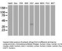 Anti-MSI1 Mouse Monoclonal Antibody [Clone ID: OTI1G8]