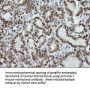 Anti-MSI1 Mouse Monoclonal Antibody [Clone ID: OTI1G8]