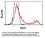 Anti-MSI1 Mouse Monoclonal Antibody [Clone ID: OTI1G8]