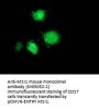 Anti-MSI1 Mouse Monoclonal Antibody [Clone ID: OTI1G8]