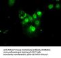 Anti-PSMA7 Mouse Monoclonal Antibody [Clone ID: OTI8F9]