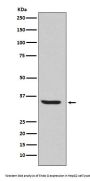Anti-Endo G Rabbit Monoclonal Antibody