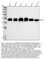 Anti-RAB5C / RABL Rabbit Monoclonal Antibody
