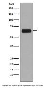Anti-TCF3 TCF7L1 Rabbit Monoclonal Antibody