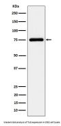 Anti-TUG Rabbit Monoclonal Antibody
