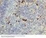 Anti-Human IgD IGHD Rabbit Monoclonal Antibody, Clone#RM123