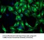 Anti-beta IV Tubulin (TUBB4A) Mouse Monoclonal Antibody [Clone ID: OTI3C12]