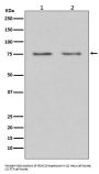 Anti-HDAC10 Rabbit Monoclonal Antibody