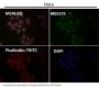 Anti-USP11 Monoclonal Antibody