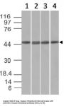 Anti-EMI1 (Early Mitotic Inhibitor-1) Monoclonal Antibody
