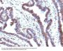 Anti-EMI1 (Early Mitotic Inhibitor-1) Monoclonal Antibody