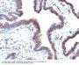 Anti-EMI1 (Early Mitotic Inhibitor-1) Monoclonal Antibody