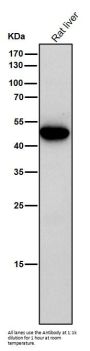 Anti-Caspase 5 CASP5 Rabbit Monoclonal Antibody