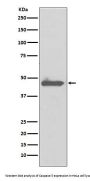 Anti-Caspase 5 CASP5 Rabbit Monoclonal Antibody