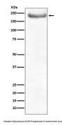 Anti-NEFH/Nf H Rabbit Monoclonal Antibody