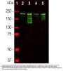 Anti-Neurofilament NF-H NEFH Antibody