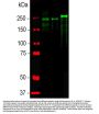 Anti-Phosphorylated Neurofilament NF-H NEFH Antibody